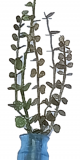 5012-Leaves-eucalyptus